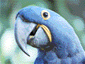 bird