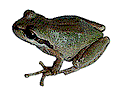 frog