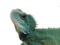 lizard