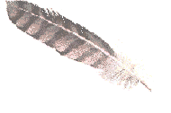 Feather pen
