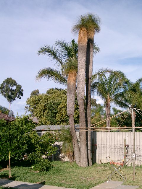 Xanthorrhoea Preisii