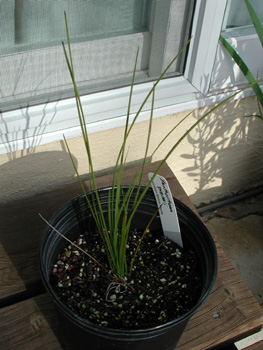 Xanthorrhoea preisii