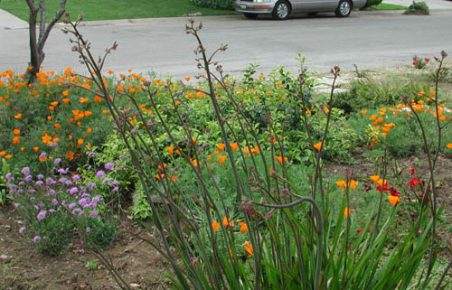 Kangaroo Paw front yard