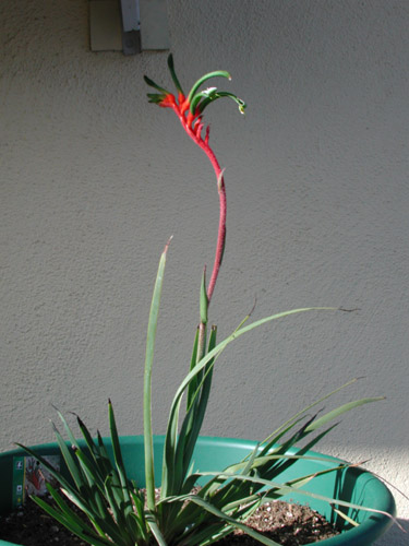 Kangaroo paw Plant