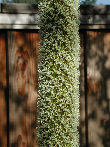 Close-up of Xanthorrhoea australis stalk