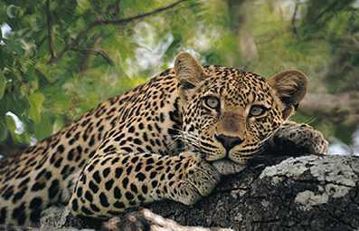 Leopard